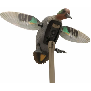 MOJO OUTDOORS Механическое чучело зеленокрылый чирок Green Wing Teal Remote Ready MOJO OUTDOORS Механическое чучело зеленокрылый чирок Green Wing Teal Remote Ready