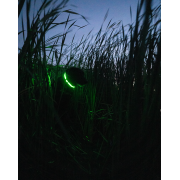 AVERY Ошейник Lighted Collar