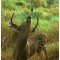 WILDLIFE RESEARCH CENTER Тампоны для приманки Pro-Wick WILDLIFE RESEARCH CENTER Тампоны для приманки Pro-Wick