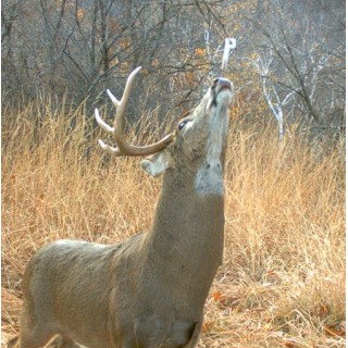 WILDLIFE RESEARCH CENTER Фитиль для приманки Key-Wick WILDLIFE RESEARCH CENTER Фитиль для приманки Key-Wick