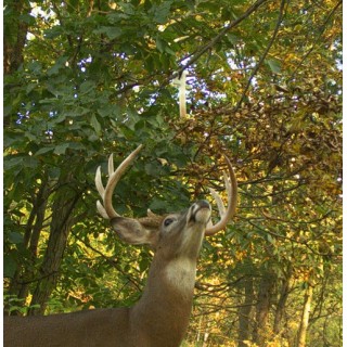 WILDLIFE RESEARCH CENTER Фитиль для приманки Magnum Key-Wick WILDLIFE RESEARCH CENTER Фитиль для приманки Magnum Key-Wick