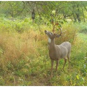 WILDLIFE RESEARCH CENTER Приманка с диспенсером для охоты на оленя Super Charged Scrape-Dripper Combo with Golden Scrape