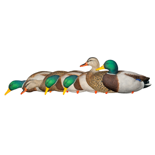 AVIAN-X Комплект чучел кряквы AXP Mallards Fusion Pack AVIAN-X Комплект чучел кряквы AXP Mallards Fusion Pack