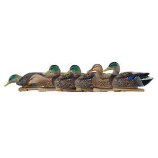 AVIAN-X Комплект чучел кряквы Topflight Early Season Mallards AVIAN-X Комплект чучел кряквы Topflight Early Season Mallards