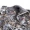 SITKA GEAR Fanatic Lite Jacket SITKA GEAR Fanatic Lite Jacket