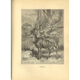 Д. Г. Вуд. Литография 1885 г. Д. Г. Вуд. Литография 1885 г.