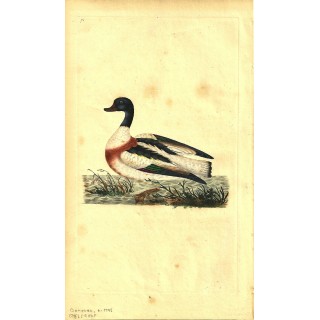 E. Донован. Гравюра 1795 г. E. Донован. Гравюра 1795 г.